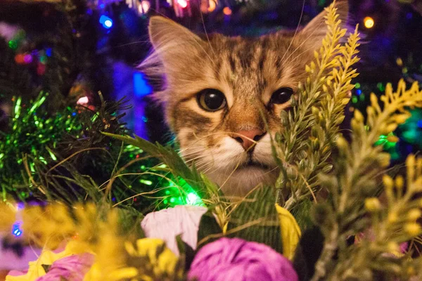 Christmas Siberia cat under the lights and new Year tree — Stock Photo, Image