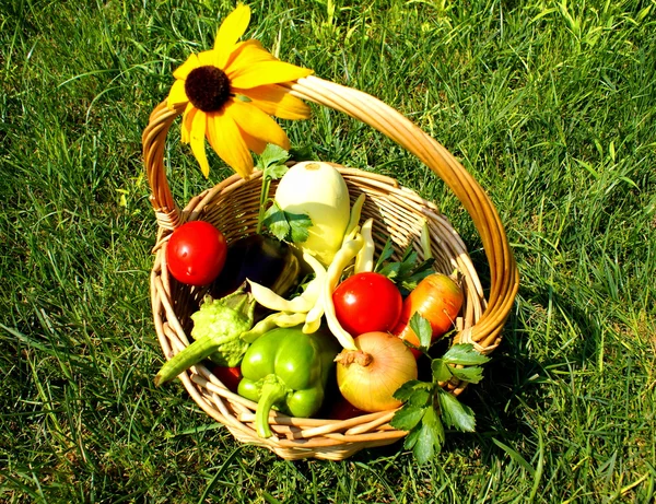 Świeże warzywa z ogrodu — Zdjęcie stockowe