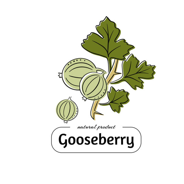 Fruits of gooseberry, garden plant, flat design.