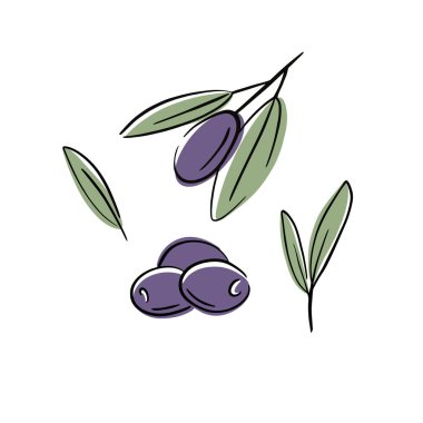 Zeytin dalı yaprağı yalıtılmış. Zeytin yiyeceği yeşili bitki çizimi.