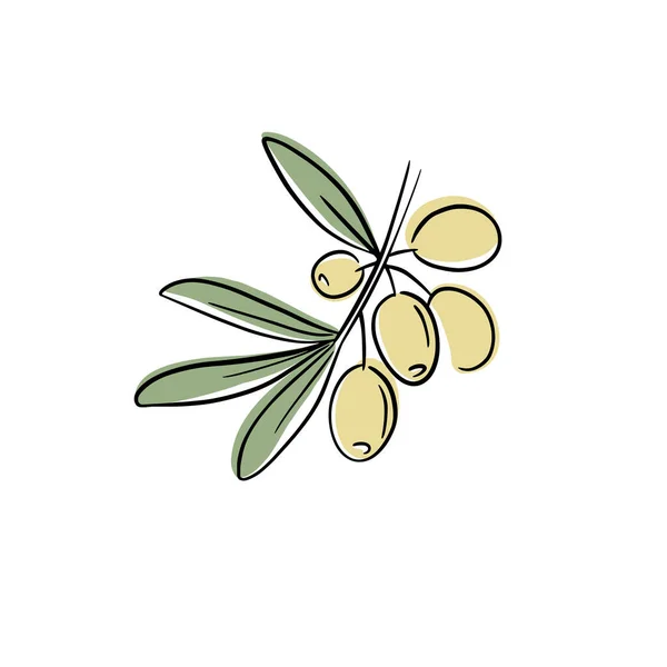 Оливковое Дерево Изолированный Лист Иллюстрация Оливкового Корма — стоковый вектор
