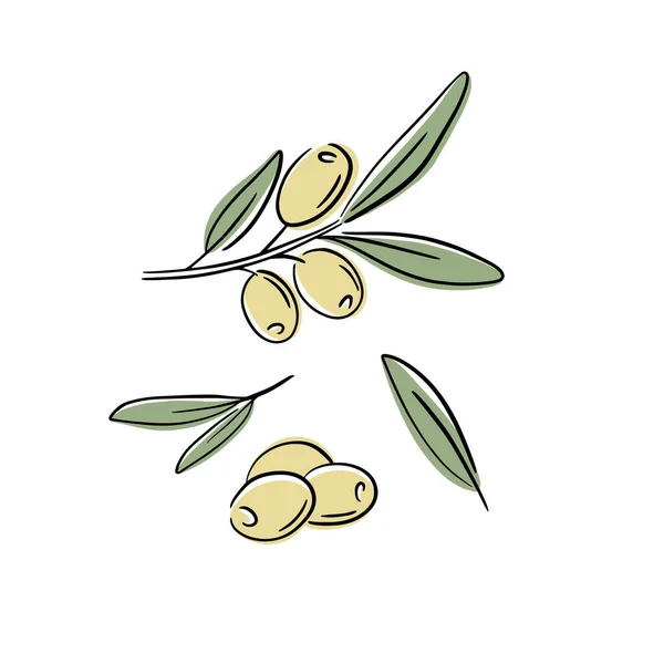 Drzewo Oliwne Odizolowane Liść Oliwa Żywności Zielony Gałąź Roślin Ilustracja — Wektor stockowy