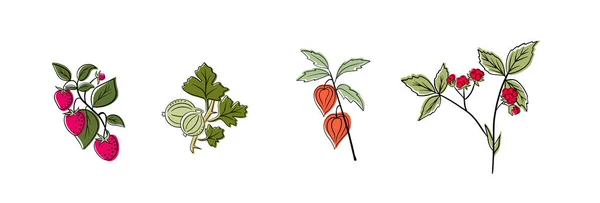 Set Vector Berries Isolated Gooseberry Stoneberry Phisalis Raspberry Acai Cartoon — Stock Vector