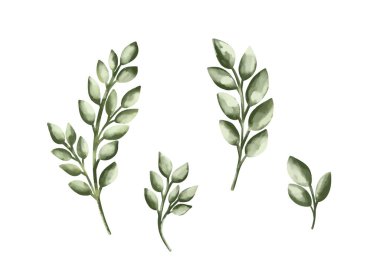 Ağaç dalları ve kedi derisi seti. Yeşil yay filizi vektör çizimi