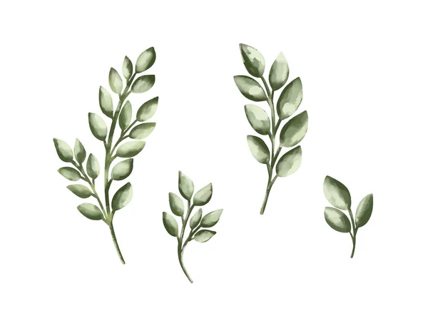 Birch Twigs Catkins Set Green Spring Sprigs Vector Illustration — Stock Vector