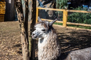Güneşli bir günde anlamlı alpaka yüzü. 