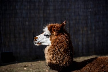 Güneşli bir günde anlamlı alpaka yüzü. 