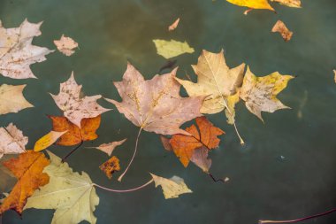 Sonbaharın başlangıcı olarak yeşil zemin üzerinde sonbahar sarı yaprağı 
