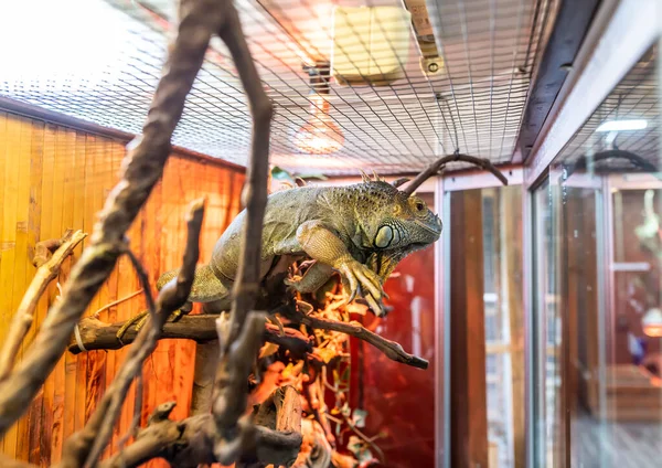 Iguane Vert Gros Plan Zoo Pour Animaux Compagnie — Photo