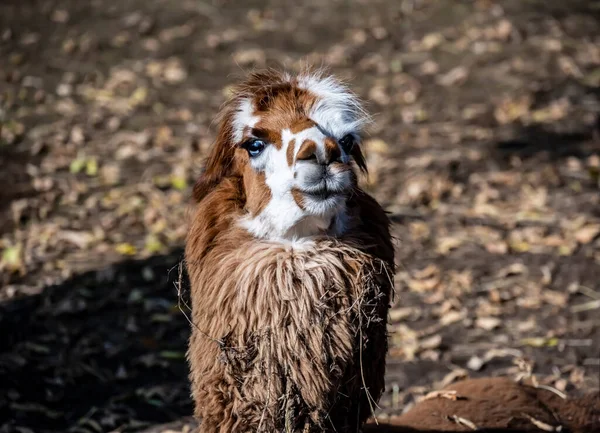 Viso Espressivo Alpaca Primo Piano Una Giornata Sole — Foto Stock