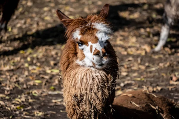 Viso Espressivo Alpaca Primo Piano Una Giornata Sole — Foto Stock