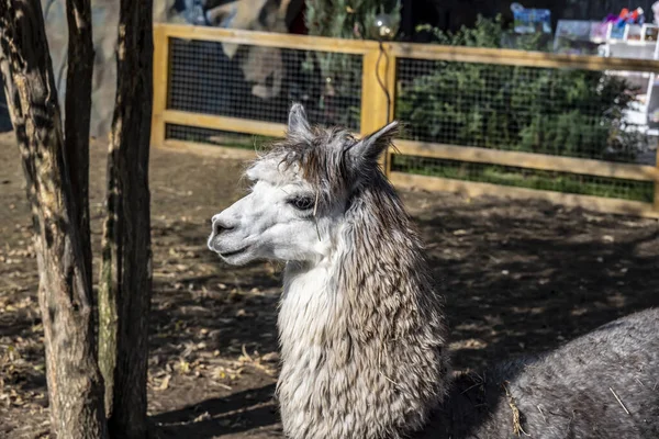 Viso Espressivo Alpaca Primo Piano Una Giornata Sole — Foto Stock