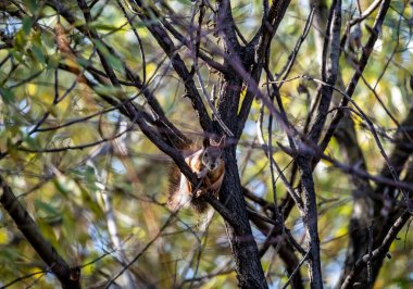 Kırmızı sincap kış için fındık toplar Sonbahar sarı parkında güneşli havada 