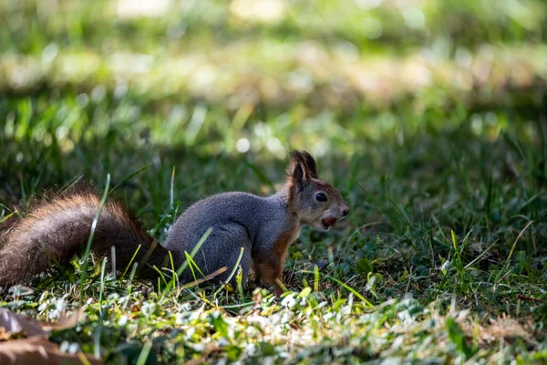 다람쥐는 날씨에 가을노란 공원에서 겨울을 견과류를 거둔다 — 스톡 사진