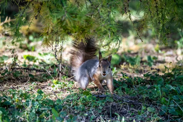 Ardilla Roja Cosecha Nueces Para Invierno Parque Amarillo Otoño Tiempo — Foto de Stock