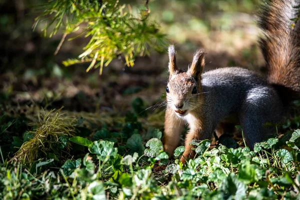 Rotes Eichhörnchen Erntet Bei Sonnigem Wetter Nüsse Für Den Winter — Stockfoto