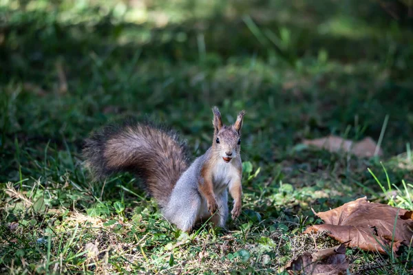 Écureuil Roux Récolte Des Noix Pour Hiver Dans Parc Jaune — Photo