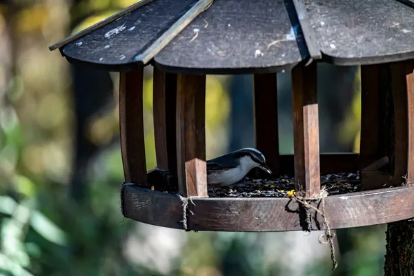Einem Sonnigen Herbsttag Flog Ein Fröhlicher Vogel Zum Futterhäuschen Samen — Stockfoto