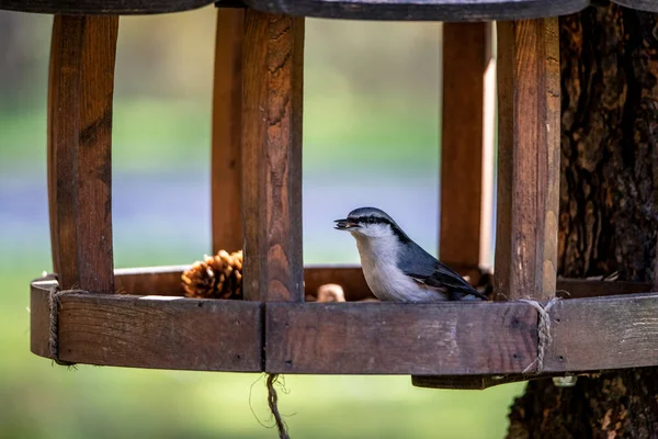 Cheerful Bird Flew Feeder Eat Seeds Sunny Autumn Day — Stock Photo, Image