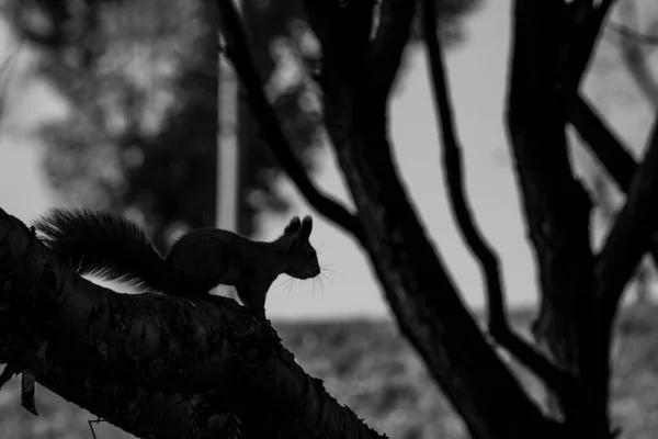 Červená Veverka Sklízí Ořechy Zimu Podzimním Žlutém Parku Slunečného Počasí — Stock fotografie
