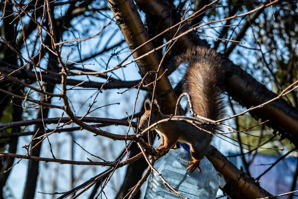 Scoiattolo Rosso Raccoglie Noci Inverno Parco Giallo Autunno Tempo Soleggiato — Foto Stock