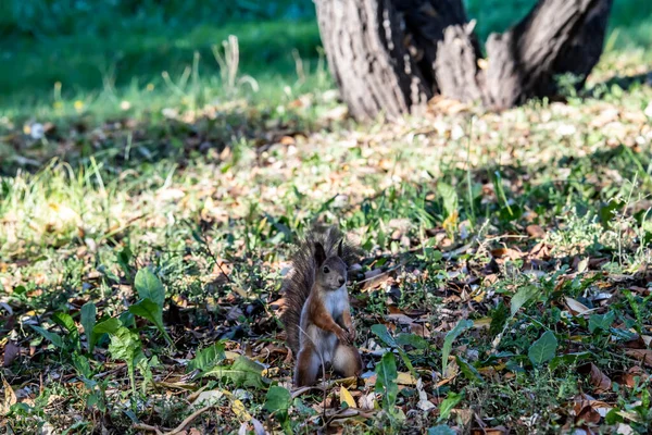 红色松鼠在阳光充足的秋黄园里收获坚果过冬 — 图库照片