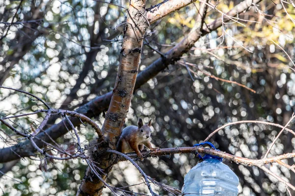 Écureuil Roux Récolte Des Noix Pour Hiver Dans Parc Jaune — Photo