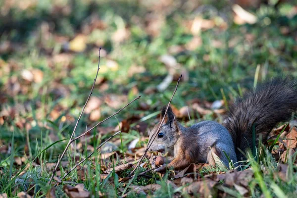 Červená Veverka Sklízí Ořechy Zimu Podzimním Žlutém Parku Slunečného Počasí — Stock fotografie