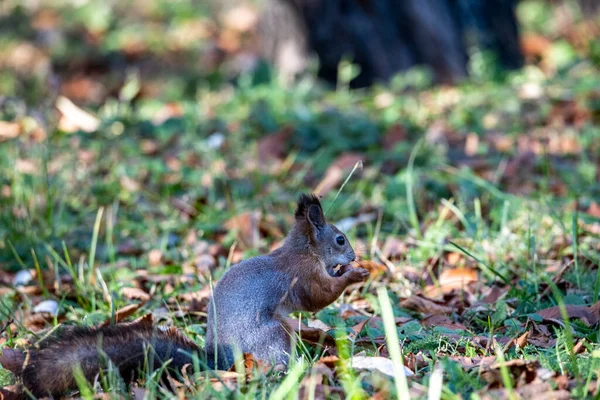 Scoiattolo Rosso Raccoglie Noci Inverno Parco Giallo Autunno Tempo Soleggiato — Foto Stock