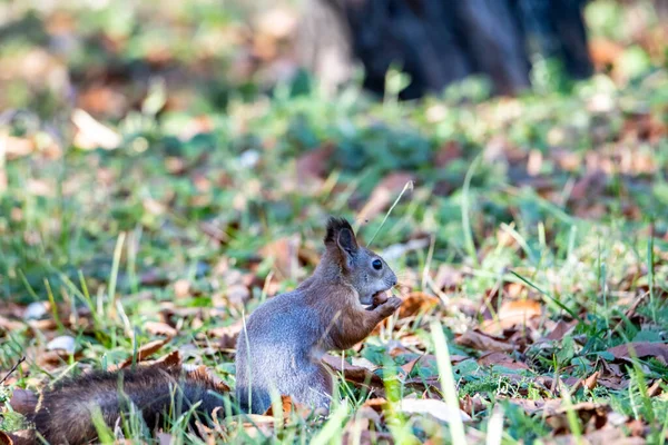 Écureuil Roux Récolte Des Noix Pour Hiver Dans Parc Jaune — Photo