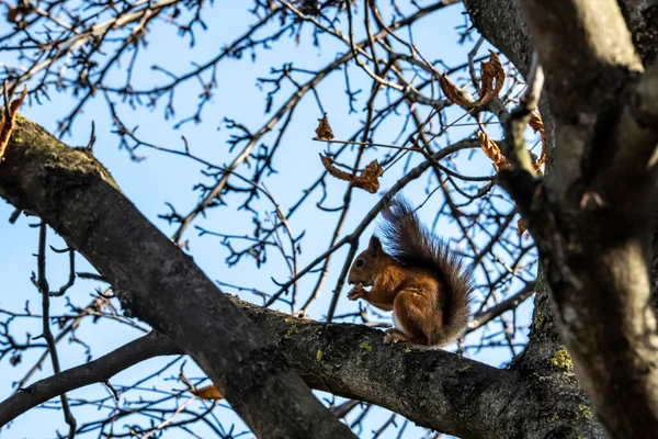 Écureuil Roux Récolte Des Noix Pour Hiver Dans Parc Jaune — Photo