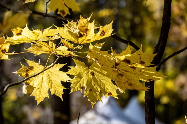 Viejo Museo Complejo Del Parque Kuskovo Moscú Principios Otoño Día — Foto de Stock