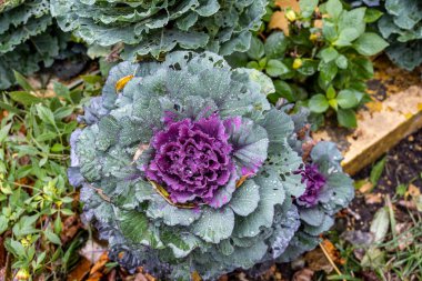 Bir sonbahar yağmurundan sonra damlaları olan çiçek tarhında süslü karnabahar. 