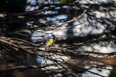 Güneşli bir sonbahar gününde, kuşlar soğuk bir kış beklentisiyle yiyecek ve yiyecek arıyorlar.