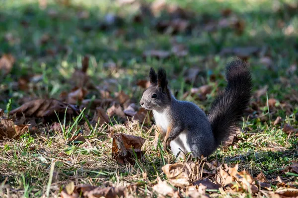 다람쥐는 겨울을 집으로 플라스틱 푸른색 돌보았다 — 스톡 사진