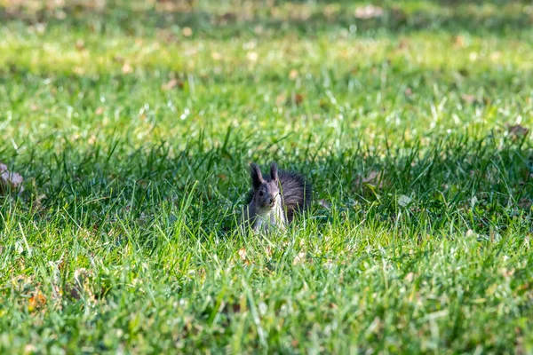 Ardilla Marrón Recoge Nueces Para Invierno Día Soleado Otoño Parque — Foto de Stock