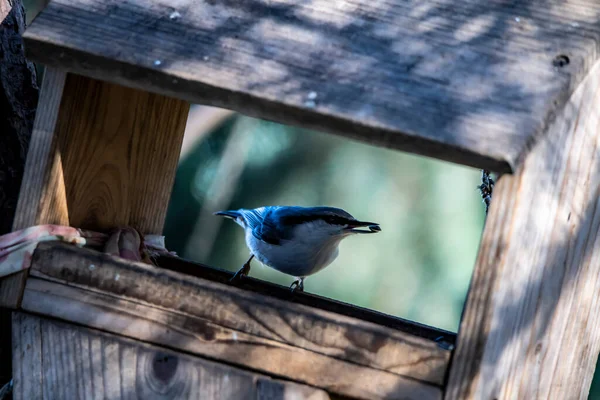 Μια Ηλιόλουστη Φθινοπωρινή Μέρα Πουλιά Ψάχνουν Για Τροφή Και Τροφή — Φωτογραφία Αρχείου