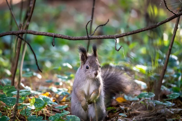 Braunhörnchen Sammelt Einem Sonnigen Herbsttag Park Nüsse Für Den Winter — Stockfoto