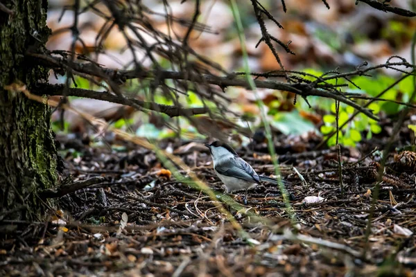 Par Une Journée Ensoleillée Automne Les Oiseaux Sont Recherche Nourriture — Photo