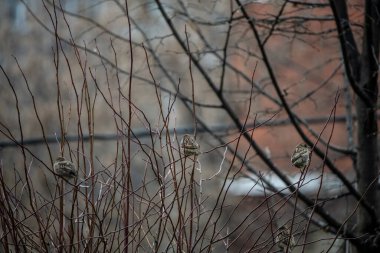 Sonbahar parkındaki kuşlar bulutlu sonbahar günü