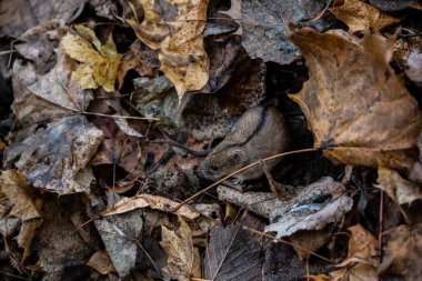 Orman sincabı bulutlu bir sonbahar gününde kış için yiyecek depoluyor.