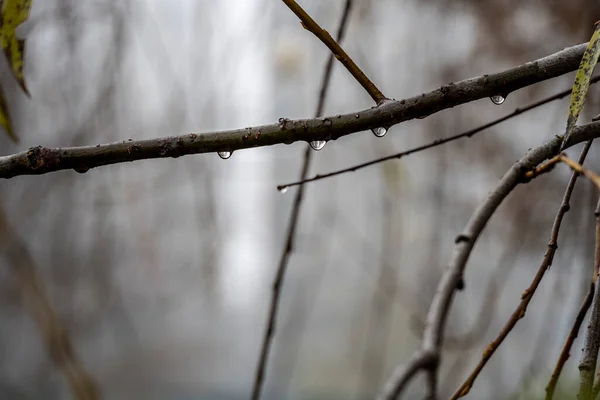 Close Tree Branches Raindrops Cloudy Day — Stock Photo, Image