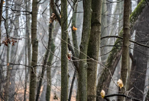 Pica Pau Uma Árvore Procura Comida Sob Casca Dia Nublado — Fotografia de Stock