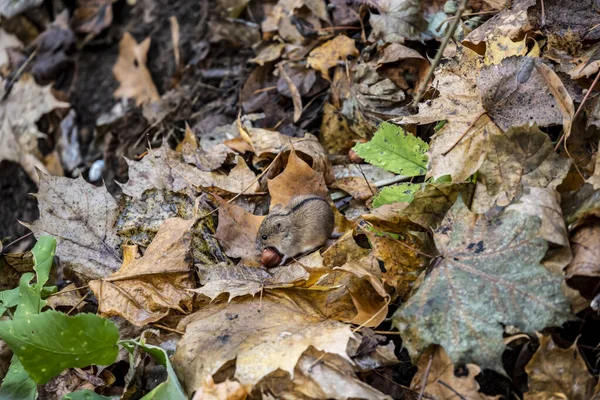 Streifenhörnchen Deckt Sich Einem Trüben Herbsttag Mit Nahrung Für Den — Stockfoto