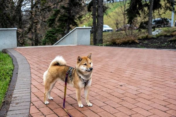Roter Hund Zeigt Reges Interesse Geschehen Park lizenzfreie Stockfotos
