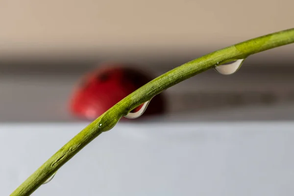 Uma Gota Água Close Como Assunto Principal Composição — Fotografia de Stock