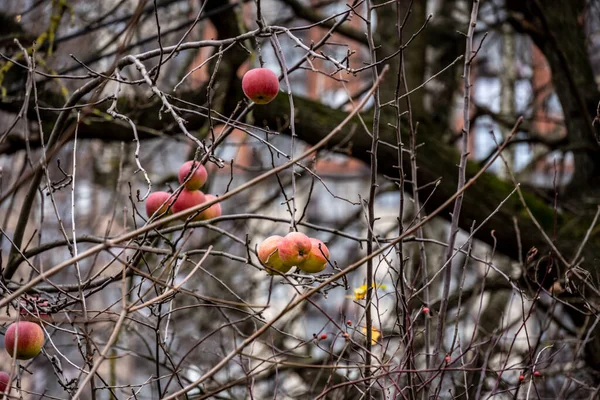 Czerwone Jesienne Jabłka Gołych Gałęziach Pochmurny Jesienny Dzień — Zdjęcie stockowe