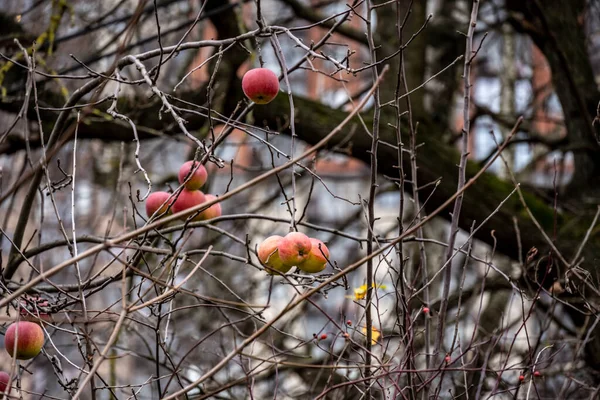 Manzanas Rojas Otoño Ramas Desnudas Día Nublado Otoño — Foto de Stock