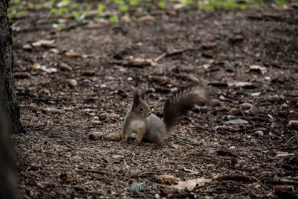 공원에서는 다람쥐들이 날에는 겨울에 음식을 준비하느라 바쁩니다 — 스톡 사진