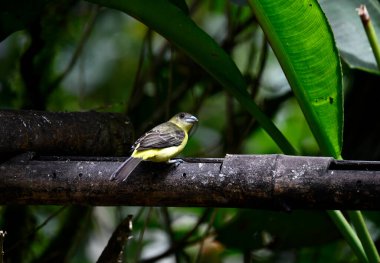 Doğal koşullarda bir daldaki küçük Galapagos kuşu